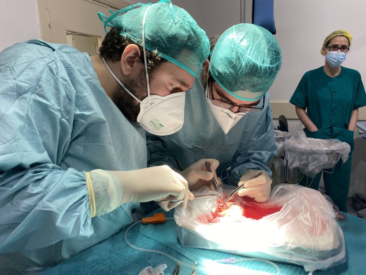 Foto: Operación de trasplante cruzado de riñón. (Servicio Andaluz de Salud)