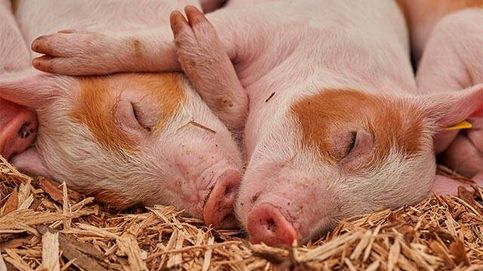 Logran 'resucitar' los órganos de cerdos una hora después de su muerte