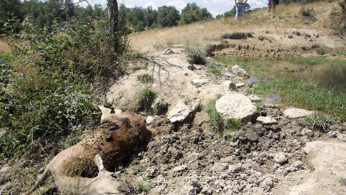Alguien está matando a los ciervos en Zamora: el Seprona y una pista venenosa
