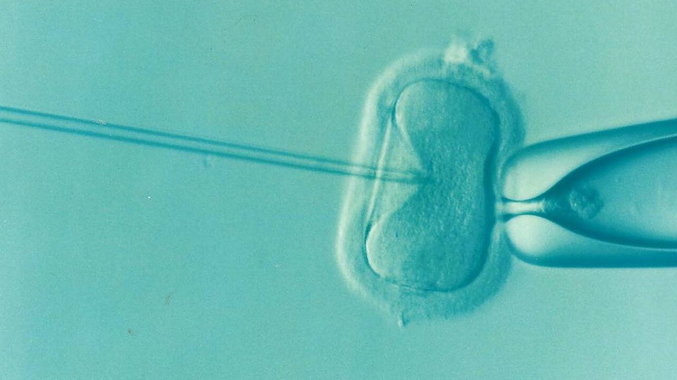 Foto: Un nuevo método de fertilidad que no necesita óvulos femeninos. 