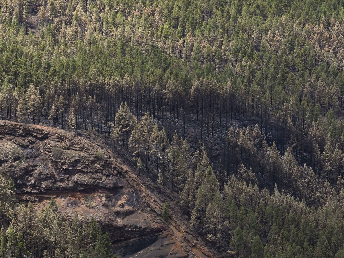 Foto: El Parque Nacional del Teide tras el incendio forestal que ha afectado la isla de Tenerife. (EFE/Alberto Valdés)