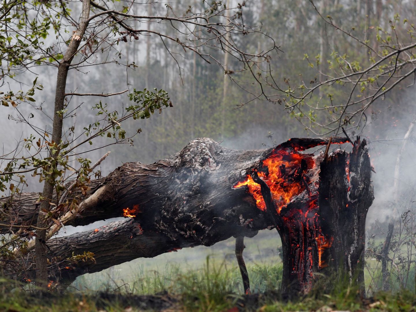 Un árbol arde en un incendio de la Sierra de Sollera (Asturias) en mayo de 2019.(EFE)
