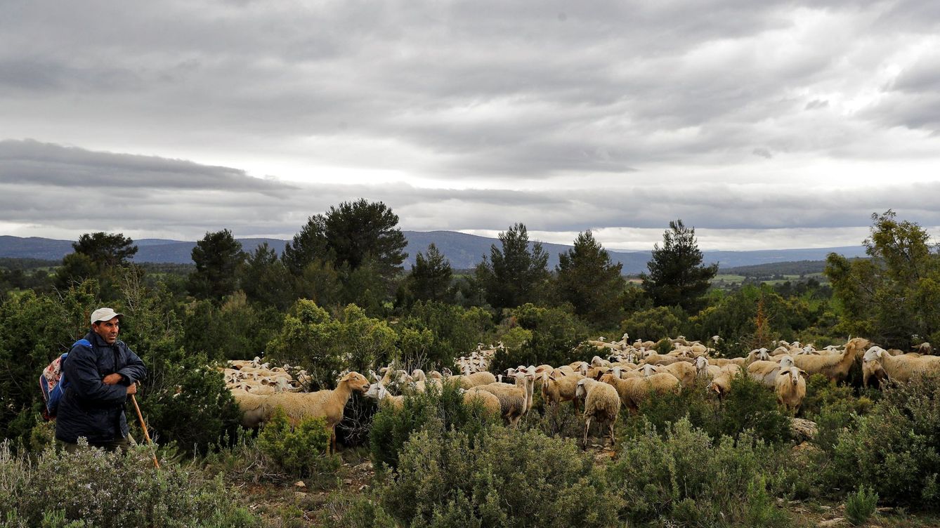 Foto: Baaddi, pastor de origen marroquí, cuida un rebaño de más de 700 ovejas en Aras de los Olmos. (Manuel Bruque/EFE)