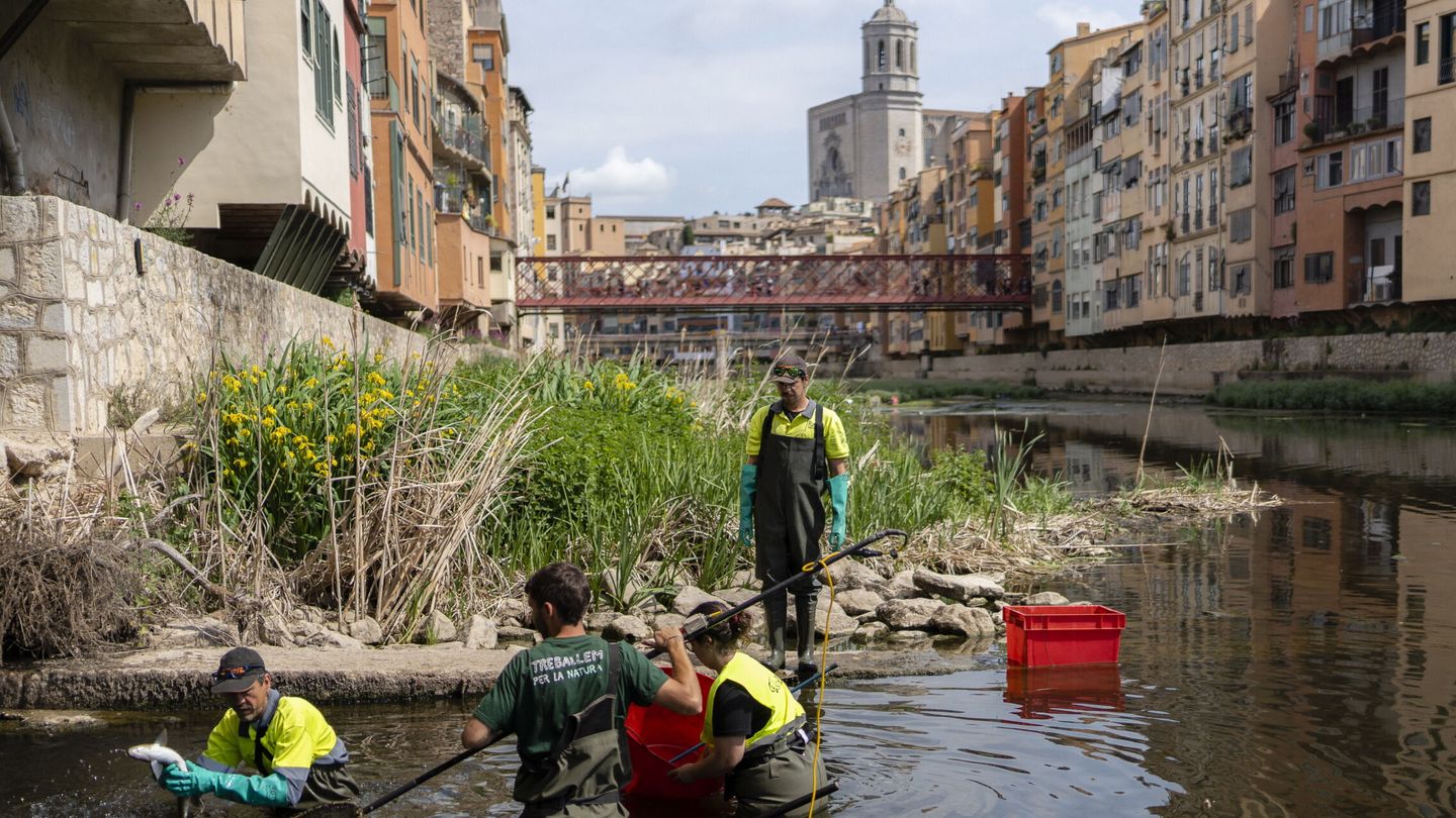 Retirada de peces del río Onyar a su paso por Girona por la falta de agua. (EFE/D. Borrat) 