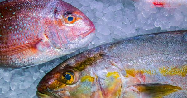 Cómo saber si el pescado es fresco - 6 pasos