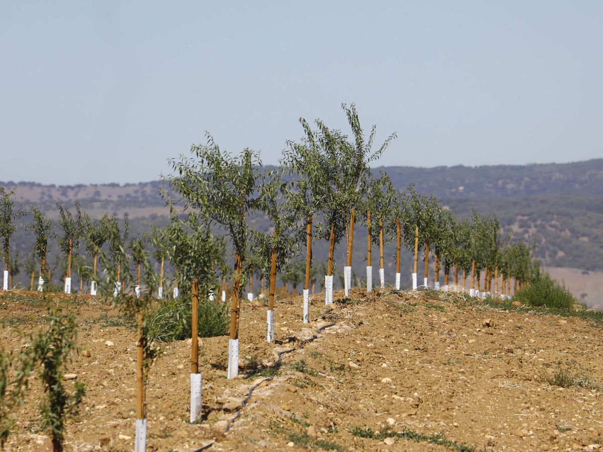 Foto: Vista de una plantación en Córdoba. (EFE/Salas)