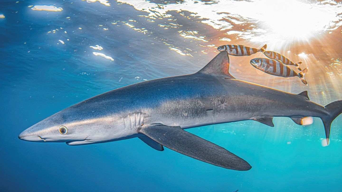 Tintorera o tiburón azul, una de las especies más amenazadas (EFE/R.Fernández)