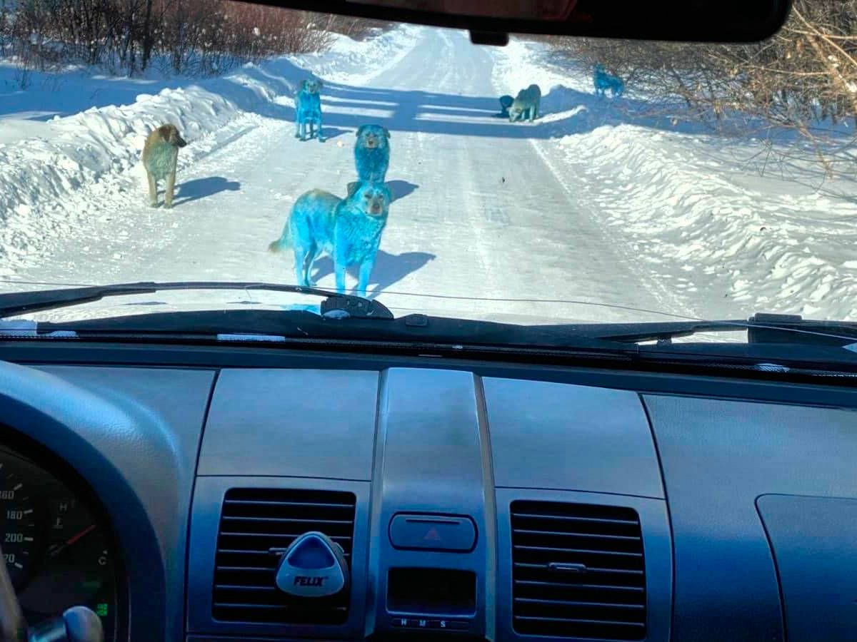 Foto: Las imágenes de los perros azules se han hecho virales en las redes (Twitter) 
