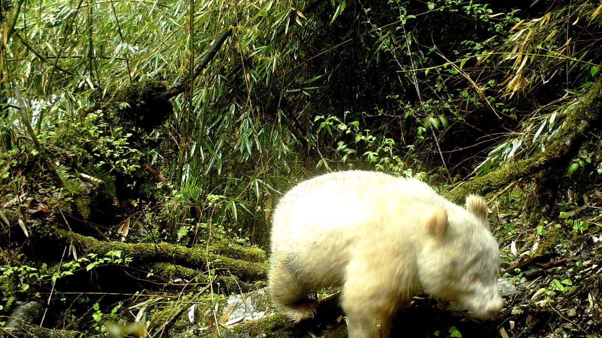 Consiguen imágenes por primera vez de un oso panda albino en una reserva de China