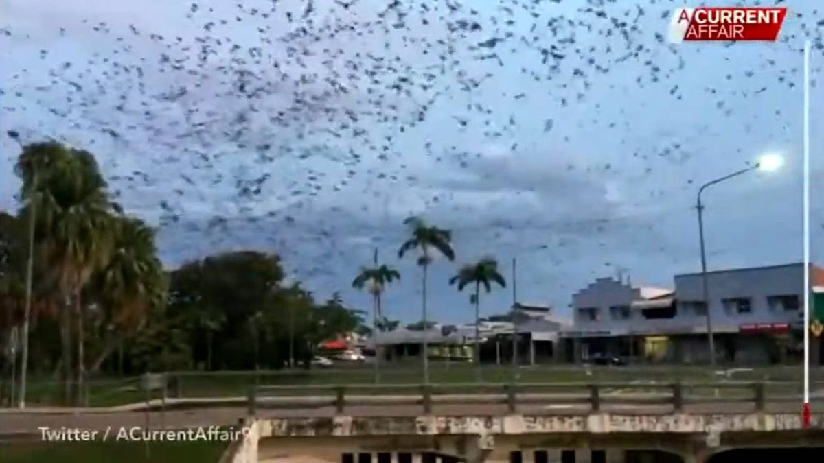Una plaga bíblica: un tornado de murciélagos invade una ciudad en Australia