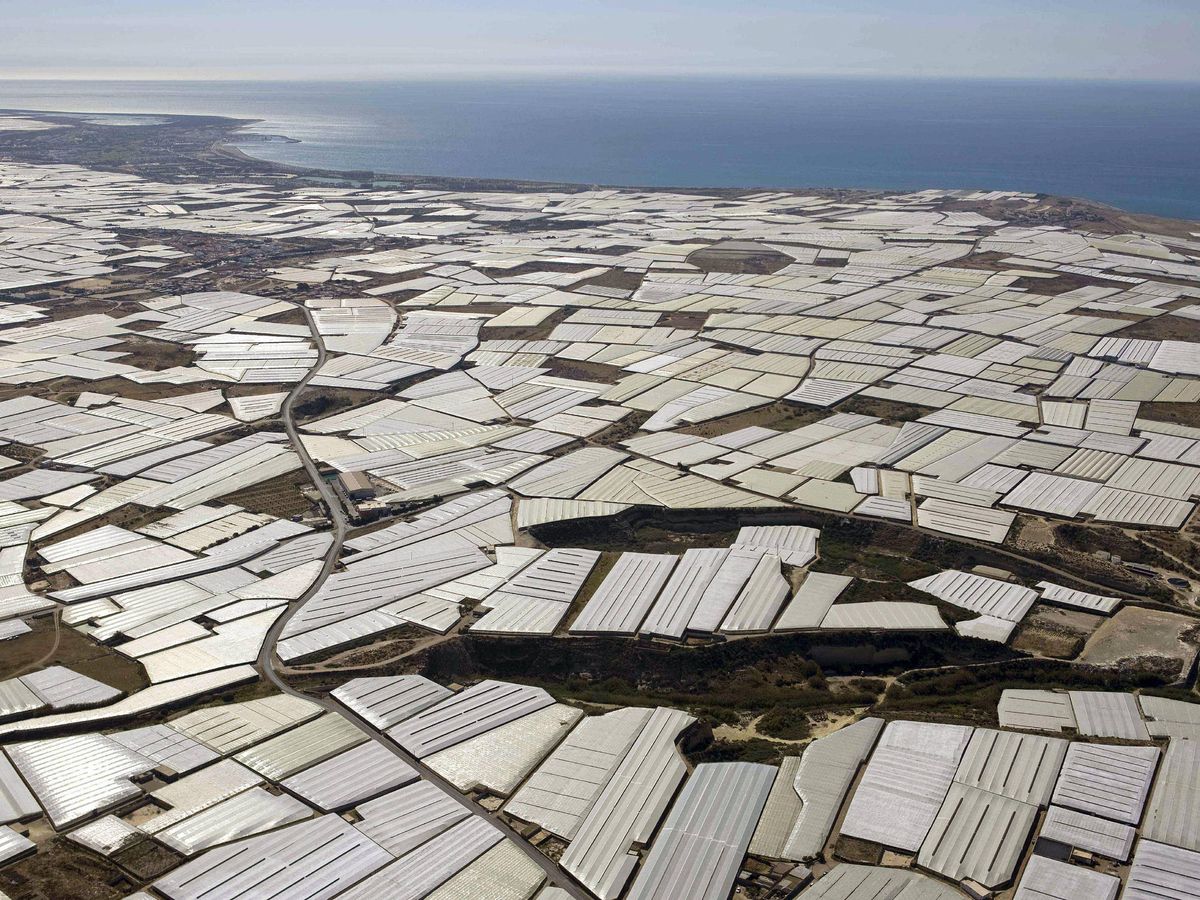 Foto: Vista general de los invernaderos de El Ejido. (EFE/Pedro Armestre)