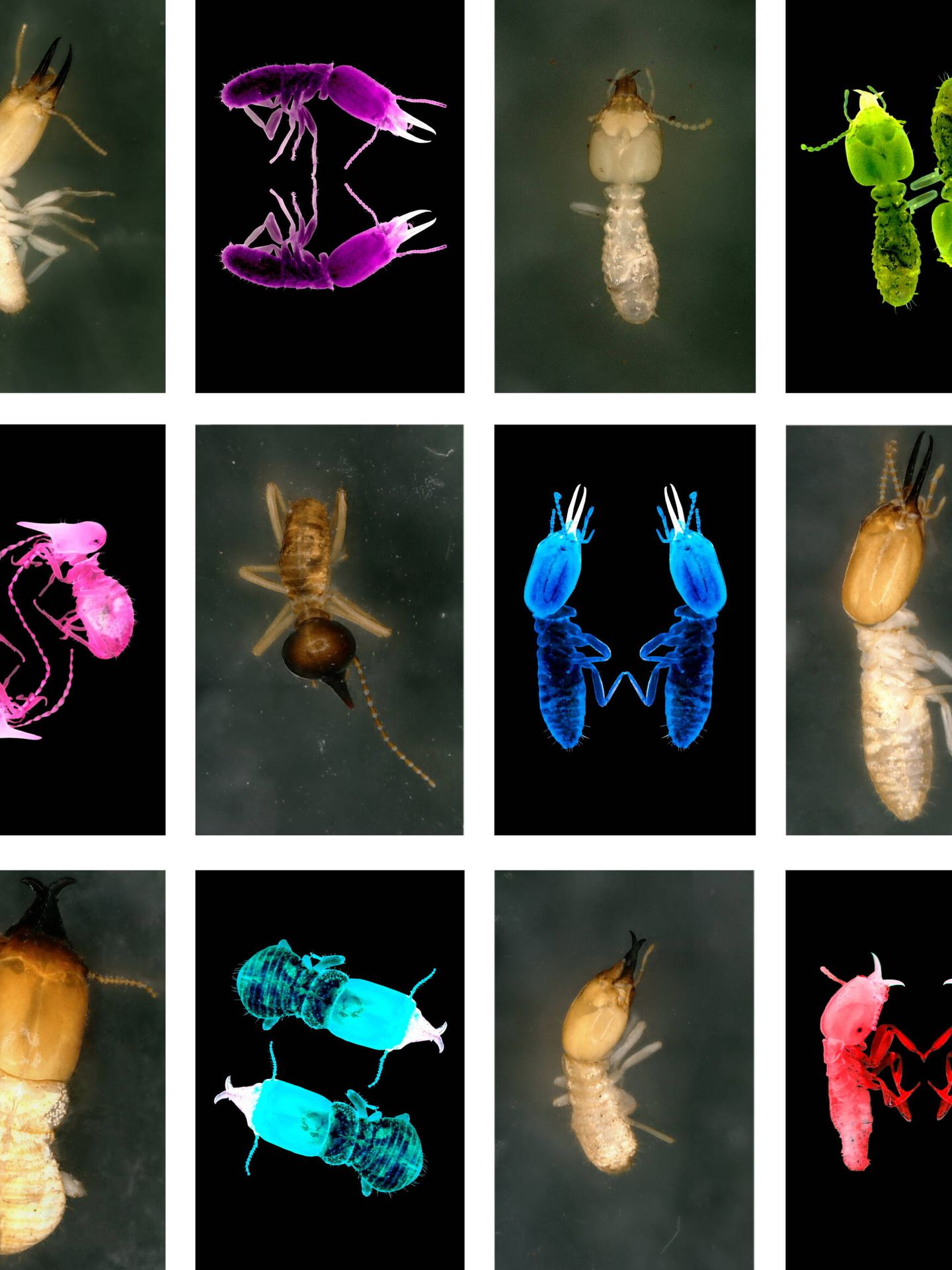 Varias especies de termitas. (Rebecca Clement/Donna Davis)