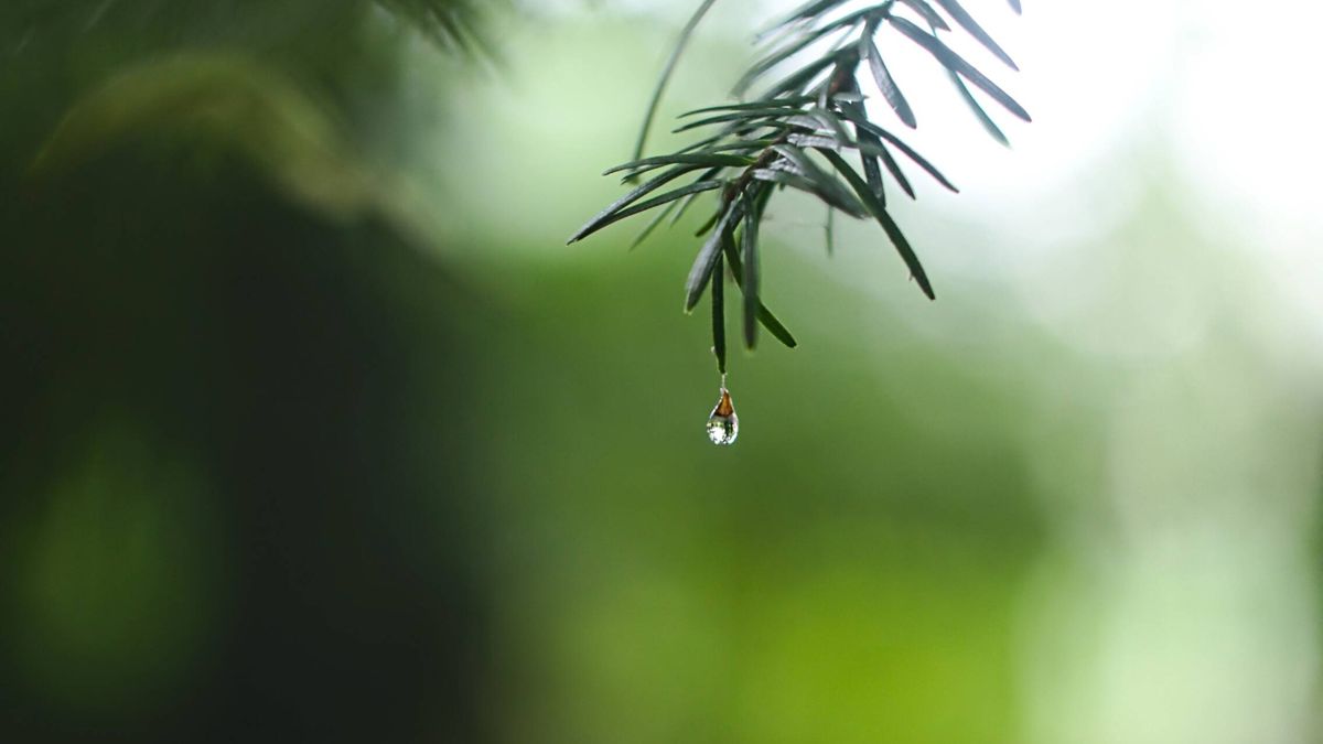 Vídeo: El agua en las hojas, los árboles y el sonido de lluvia