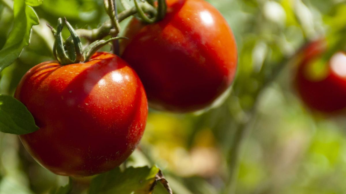 Tener tomateras en el balcón de tu casa es posible: esto es lo que debes poner para que dé tomates grandes y sabrosos