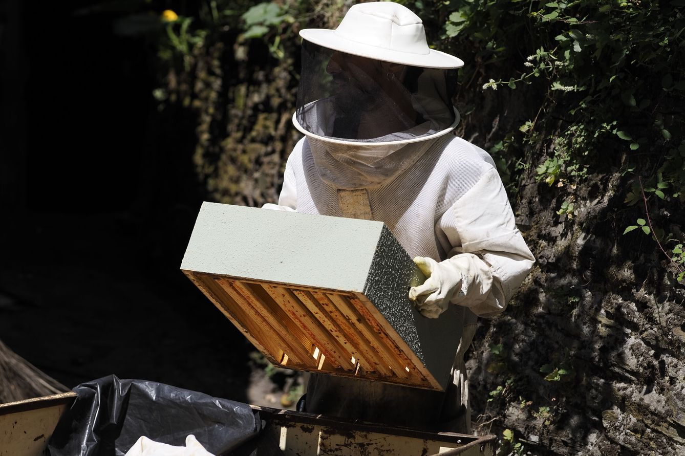 La extracción de la miel de los panales de abejas y su producción se ven afectadas por los incendios forestales y la aparición de la avispa velutina. (EFE/Eliseo Trigo)