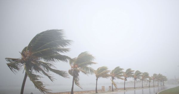 Foto: Palmeras golpeadas por el huracán Irma, a su paso por Cuba. (Reuters)