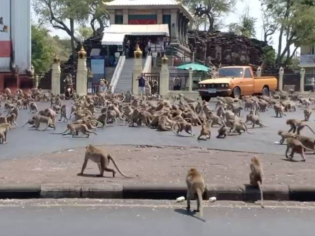 suizo corona Platillo Estalla una batalla de monos en Tailandia por comida ante la falta de  turistas