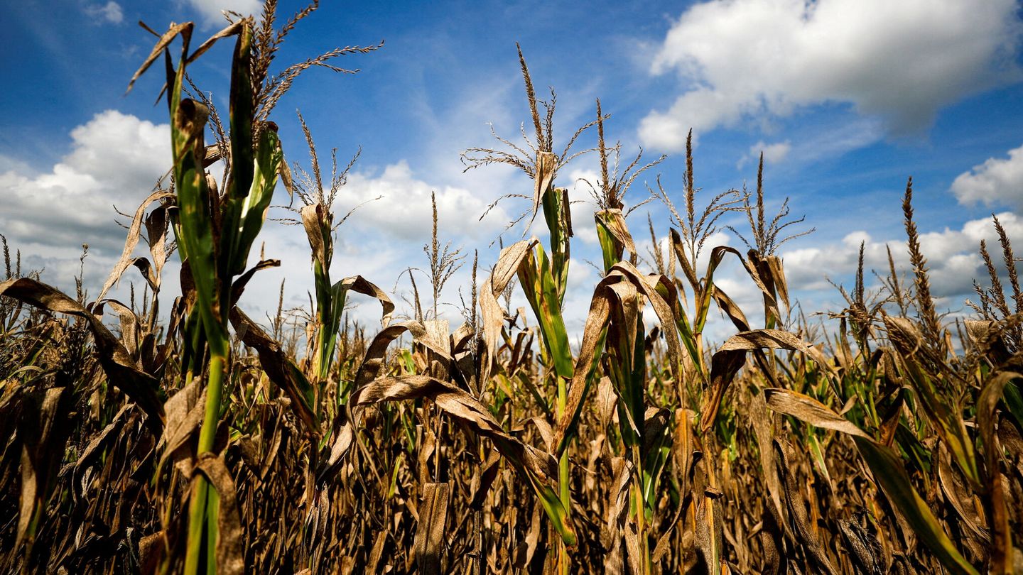 Las pérdidas agrícolas son ya inmensas. (Reuters/Agustin M.)