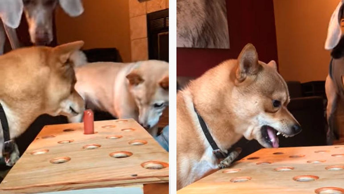 El vídeo viral del perro enfadado jugando a la salchicha y que lo paga con su hermano