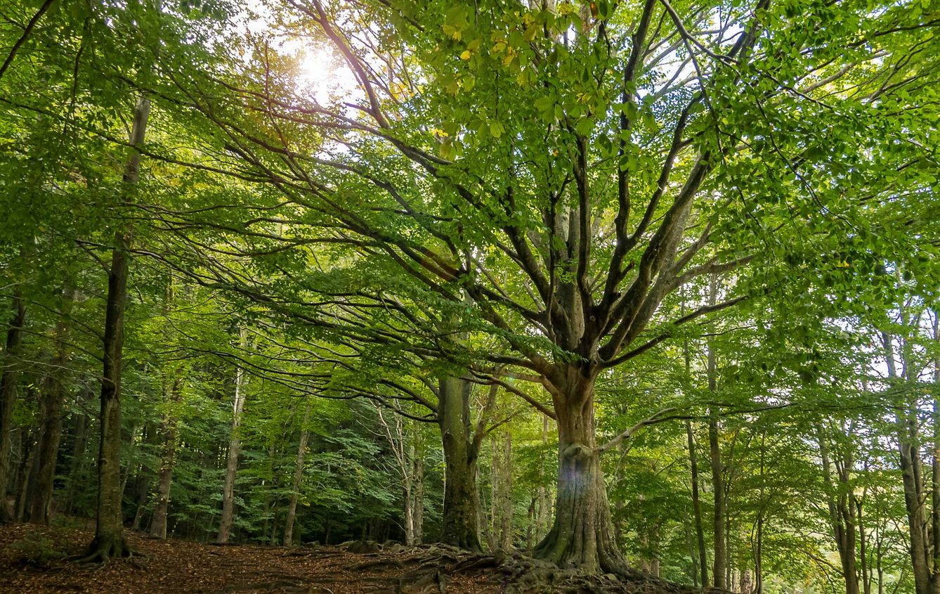 Los bosques actúan como sumideros de carbono. (Unsplash)