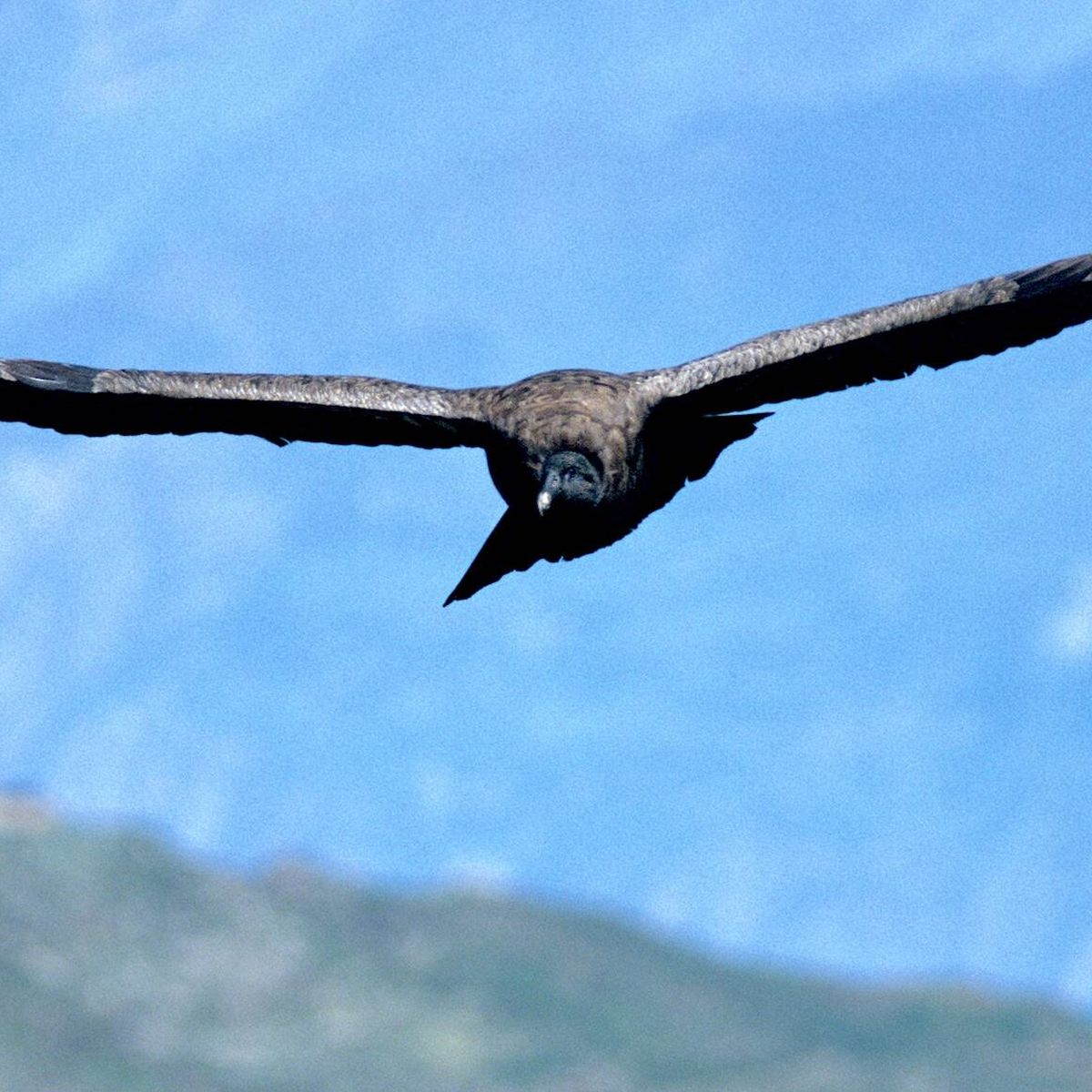 El gigantesco cóndor andino: una de las mayores aves del planeta