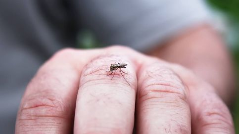 Por qué los mosquitos prefierenpicar a unas personas y no a otras 