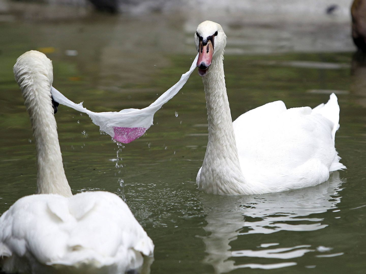 Dos cisnes juegan con una bolsa de plástico hoy en el estanque de la plaza de Guipúzcoa de San Sebastián. (EFE)
