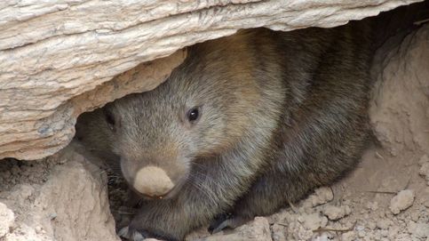 Un wombat rompe el silencio: Sí, mi caca tiene forma de cubo