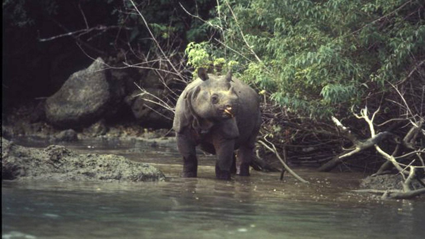 Fotografía facilitada por Cohnwolfe que muestra un ejemplar de rinoceronte de Java.