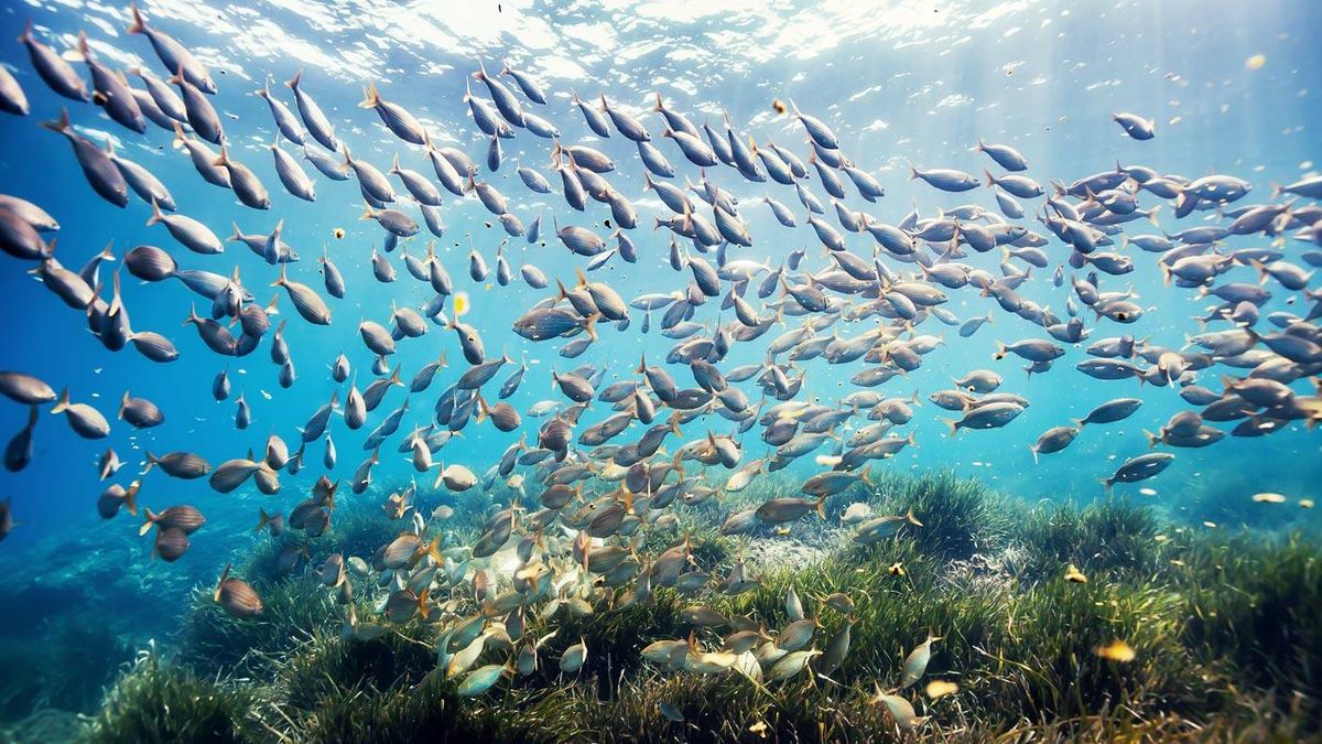 Las reservas marinas contribuyen a la recuperación de las pesquerías