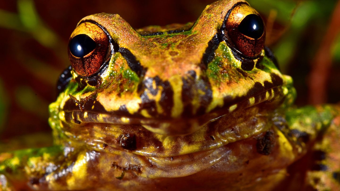 La rana marrón, una milimétrica especie desconocida hasta la fecha. (Reuters)