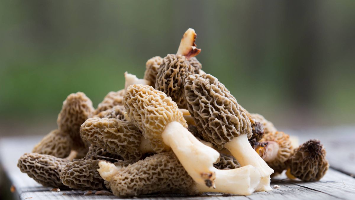 Las setas y hongos gourmet que deberían estar en tu dieta 