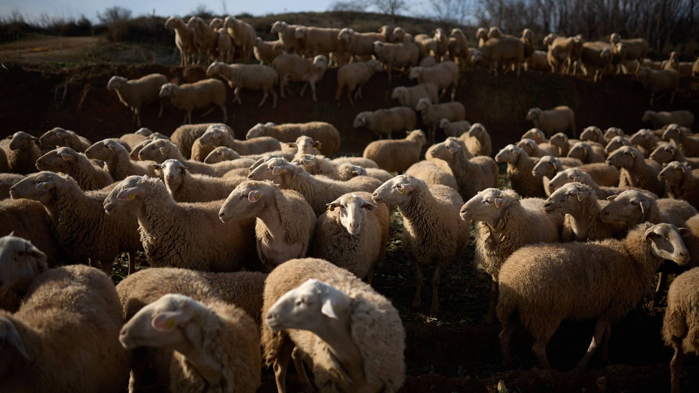 Las ovejas de Abdul Moundir. (EC/Unai Beroiz)
