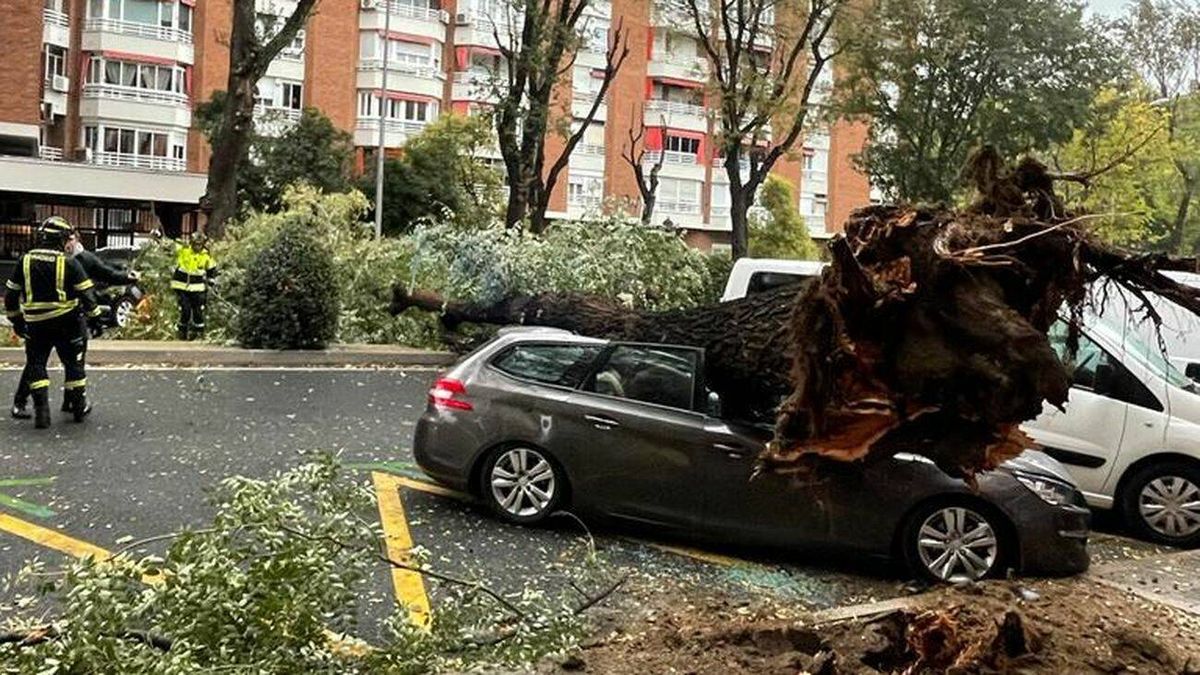 Un padre y una hija salvan su vida de milagro tras caer un árbol sobre su coche en la calle Embajadores de Madrid