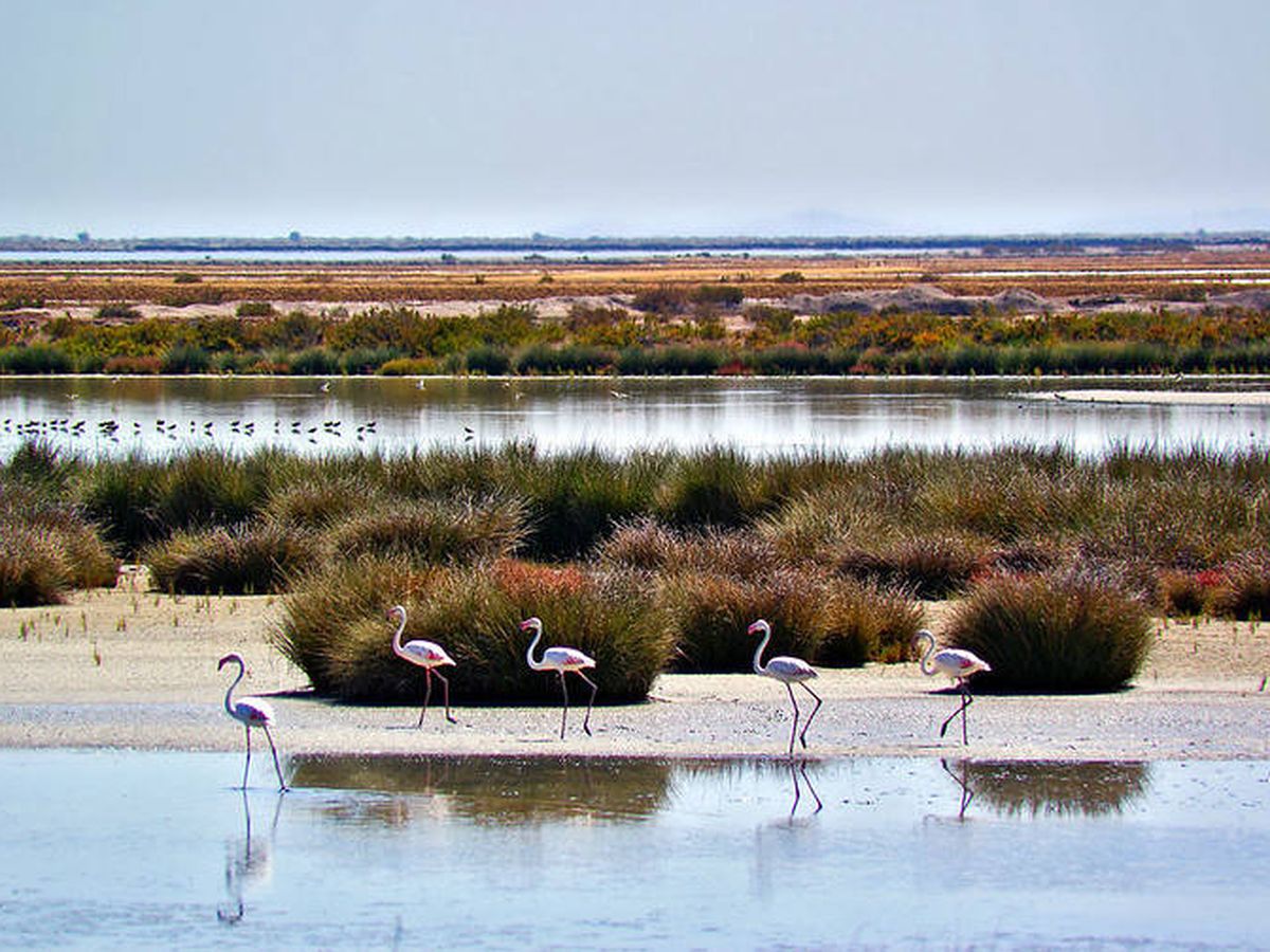 Foto: El Parque Nacional de Doñana. (Flickr)