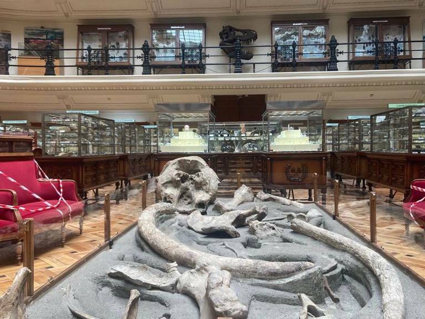 El mastodonte del Museo Geominero. (Andrea Farnós)
