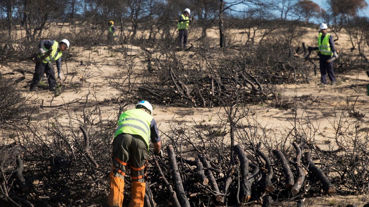 España tiene un problema forestal: tras los grandes incendios, el bosque nunca vuelve