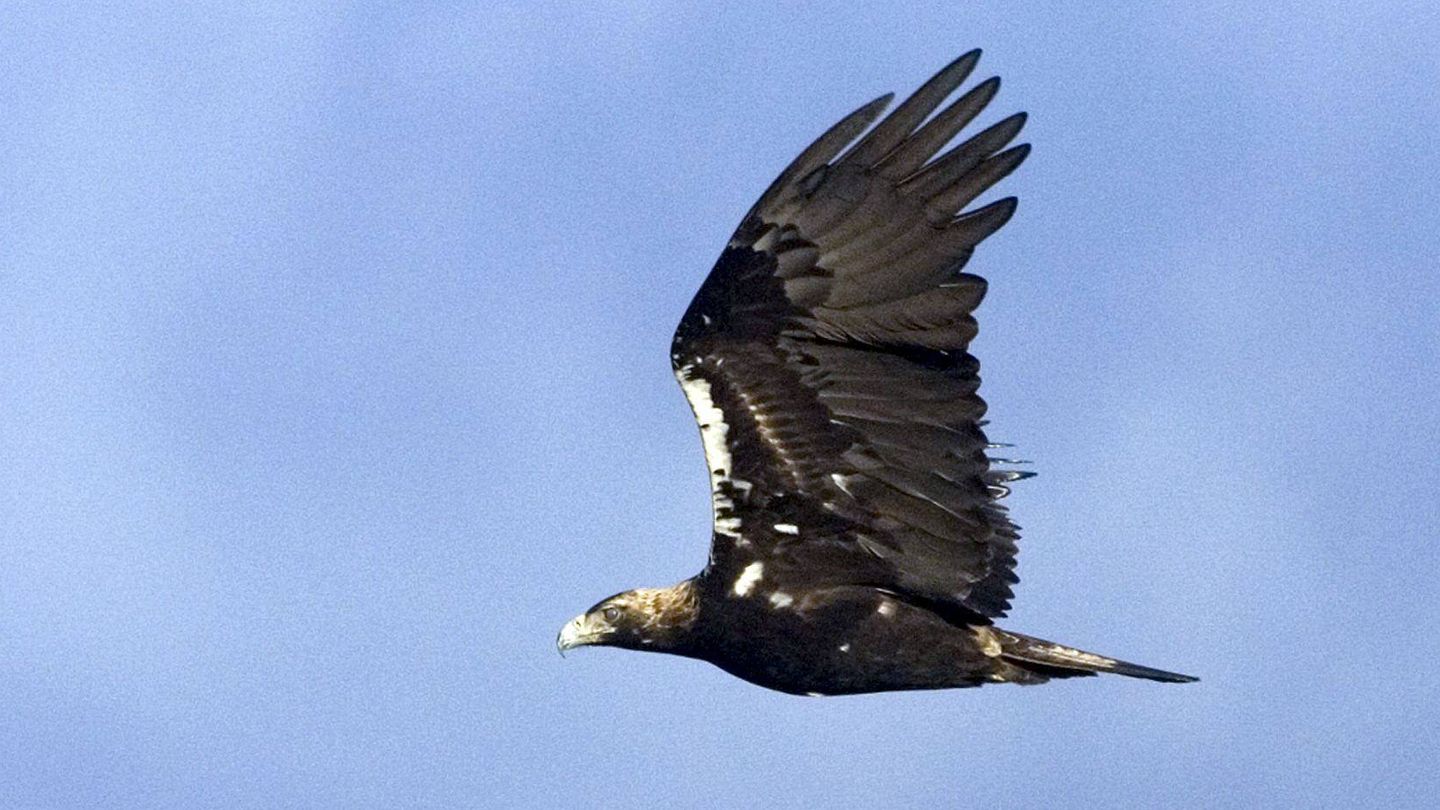 Águila imperial sobrevolando Doñana. (EFE/EBD/CSIC/H. Garrido)