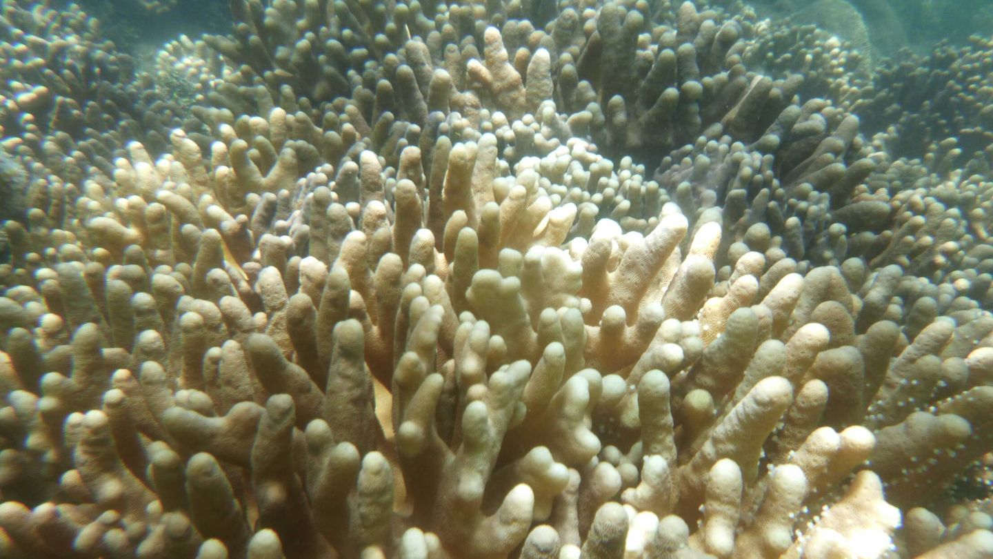 Corales en proceso de blanqueamiento. Unsplash