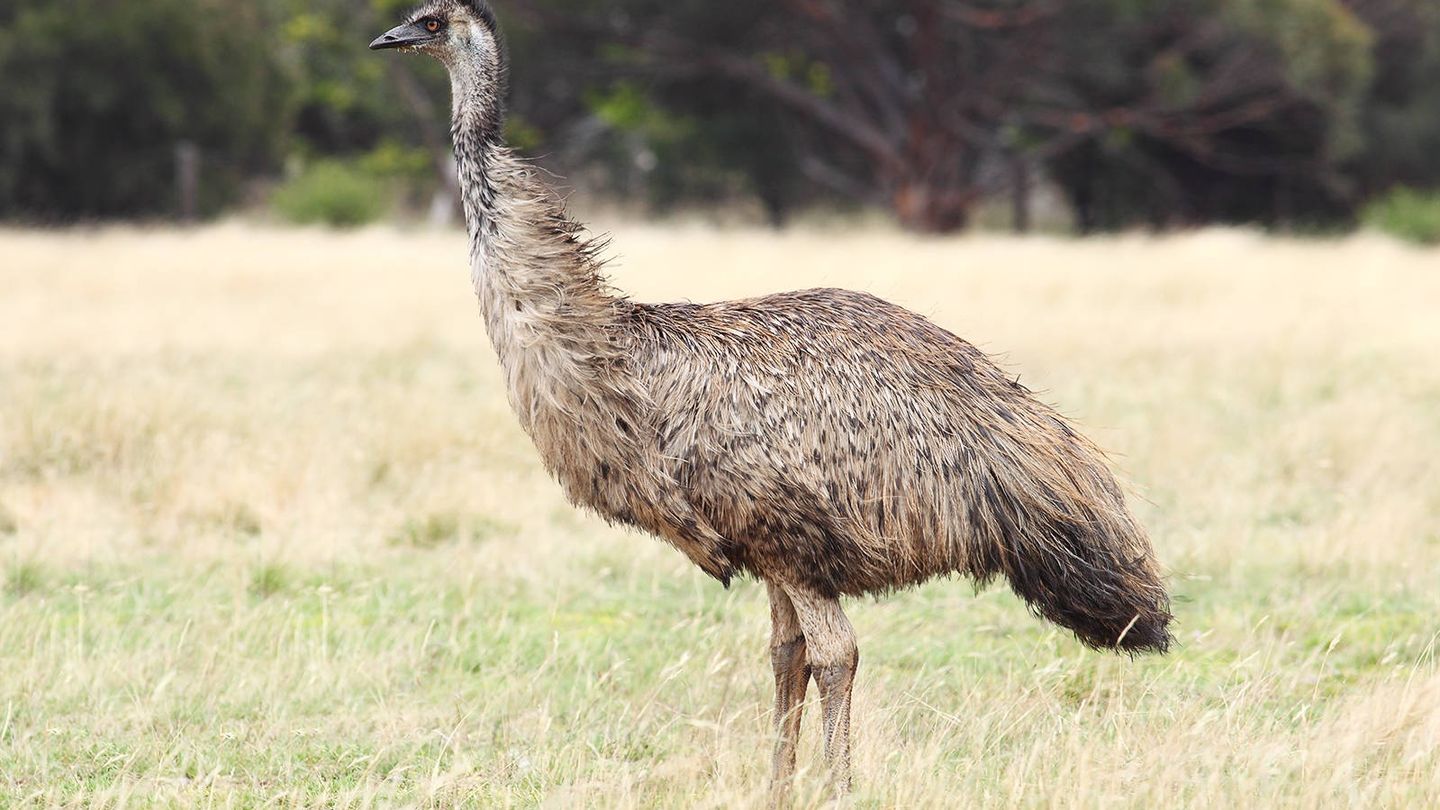 El emú es, después de la avestruz, la segunda ave más grande del mundo. (Wikipedia)