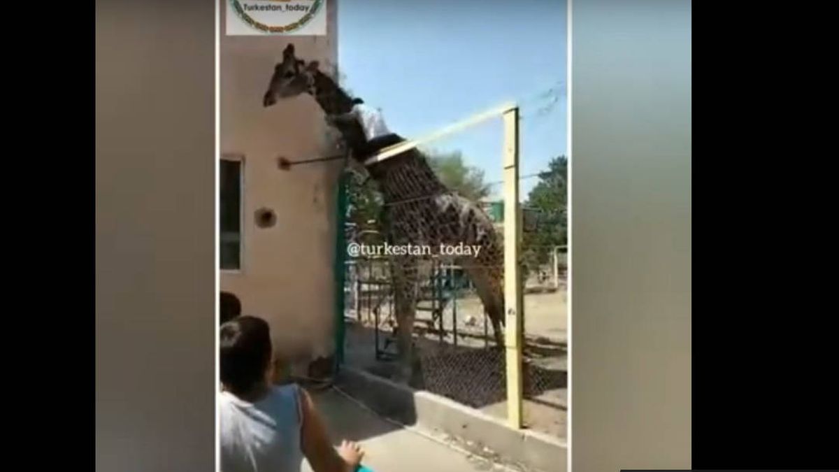 Un hombre se sube a una jirafa en un zoológico de Kazajistan