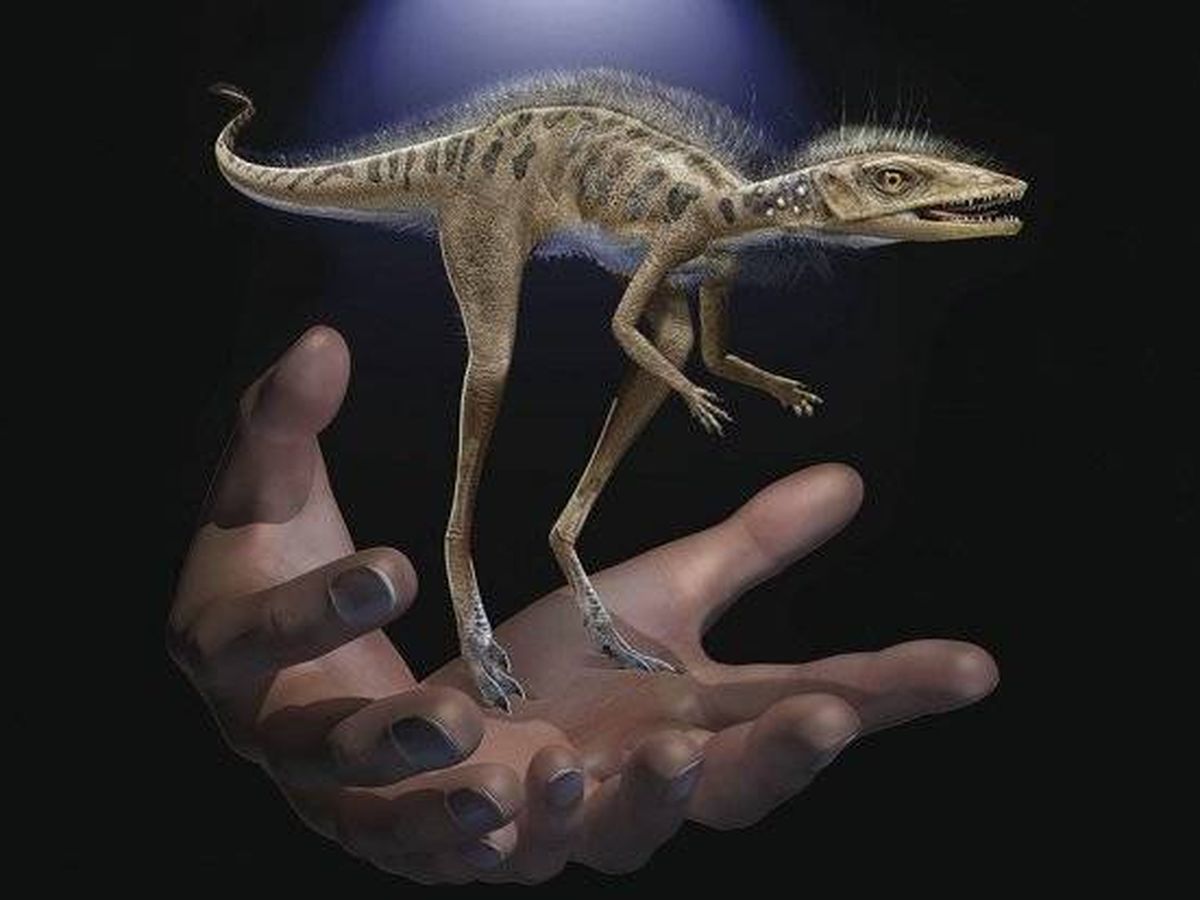 Foto: El ‘Kongonaphon kely’ podría haber cabido en la palma de una mano. Foto: Museo de Ciencias Naturales de Carolina del Norte 
