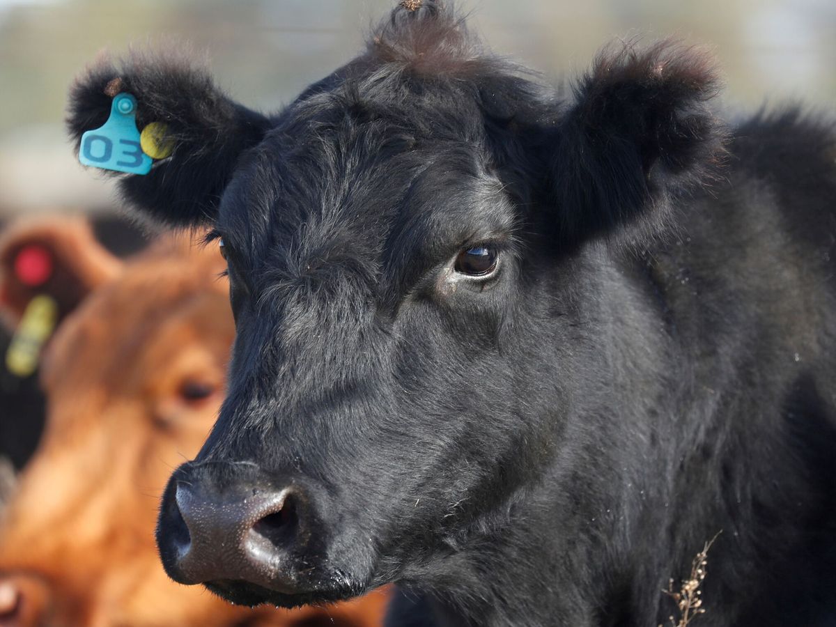 Foto: Los animales de granja pueden estar contaminados por microplásticos. Foto: REUTERS/Agustin Marcarian