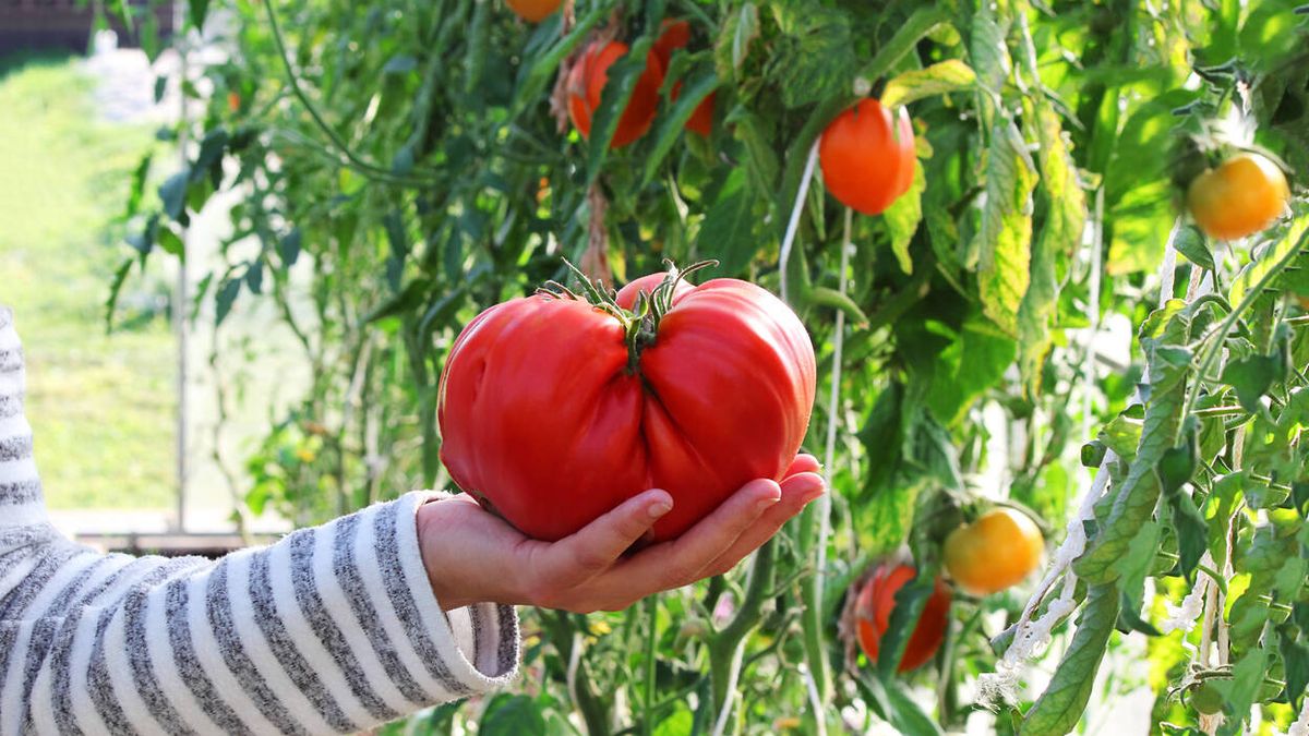 ¿Cómo es eso de cambiar de vida e irte al campo a cultivar tomates?