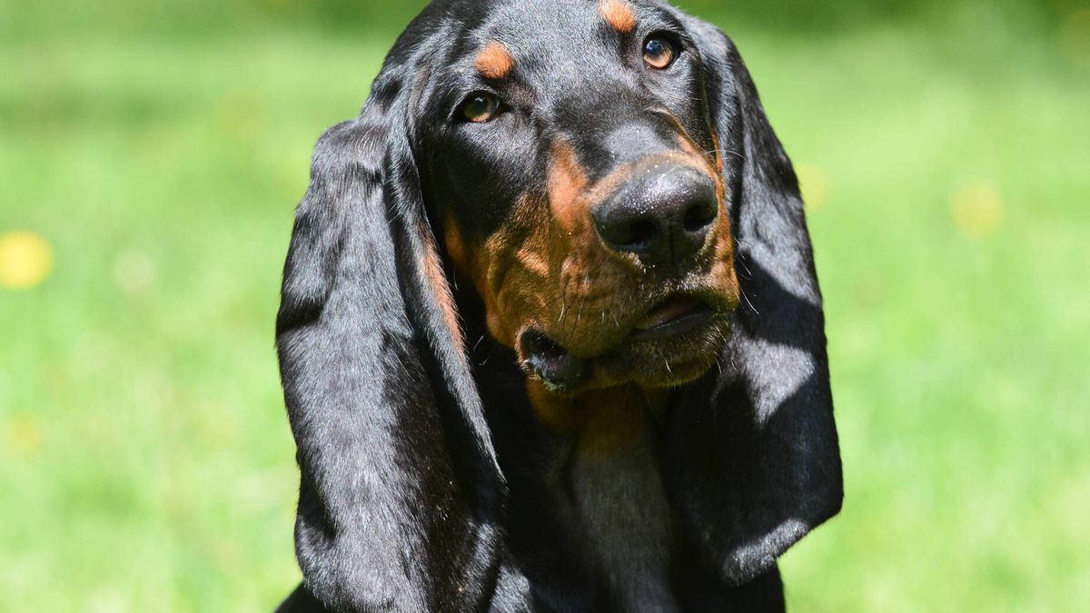 El perro que va a entrar en el Libro Guinness de los récords por tener las orejas más largas 