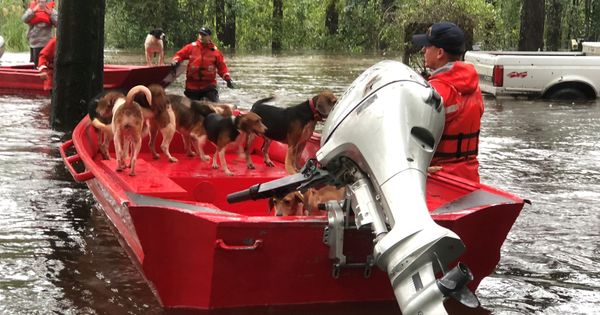 Foto: Varios perros también tuvieron que ser rescatados en Riegelwood, Carolina del Norte (Reuters)