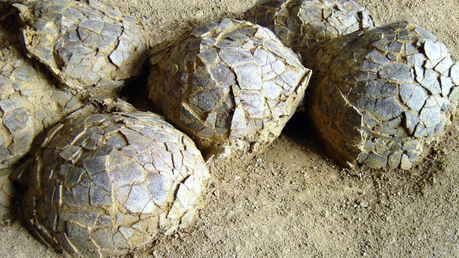 Francia realiza una excavación y encuentra más de 100 extraños huevos de 5 kg cada uno de hace 72M de años