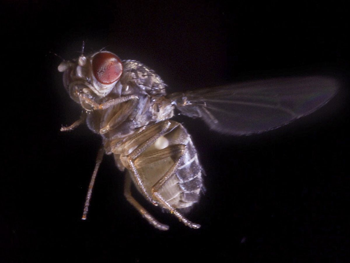 Foto: Mosca Drosophila. Foto: Reuters
