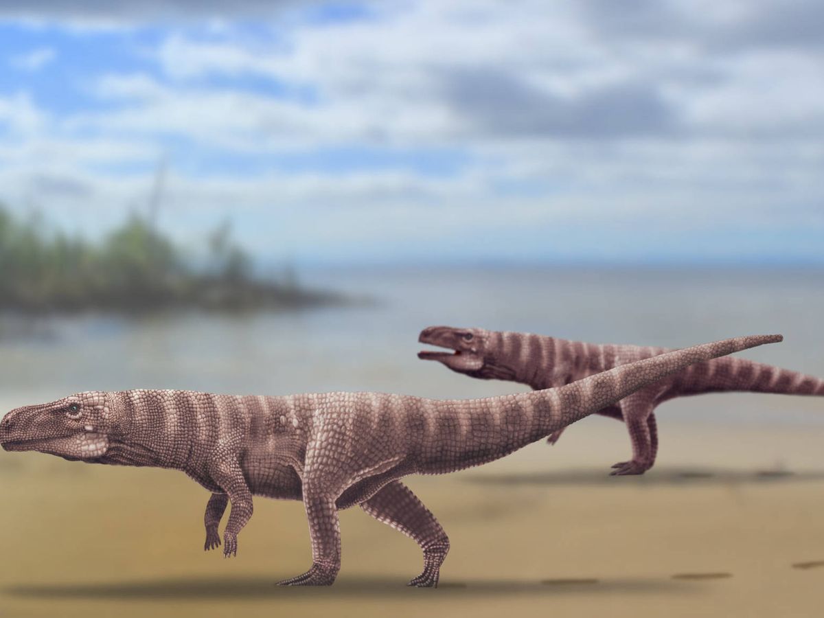 Los cocodrilos antiguos caminaban sobre dos patas? Unos investigadores así  lo creen