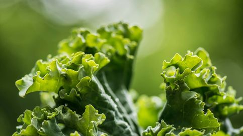 Brócoli, kale y bimi: un debate a tres bandas con un claro ganador